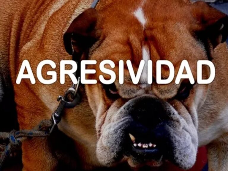 AGRESIVIDAD