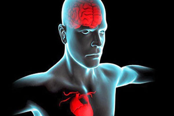 cerebro -corazón- ser humano- inteligencia emocional